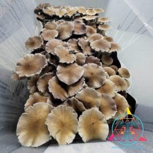 Full Moon Party (Thai Cubensis) Spore Print
