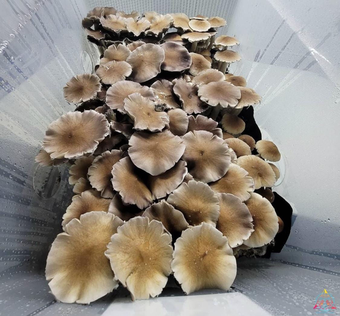 Full Moon Party (Thai Cubensis) Spore Print