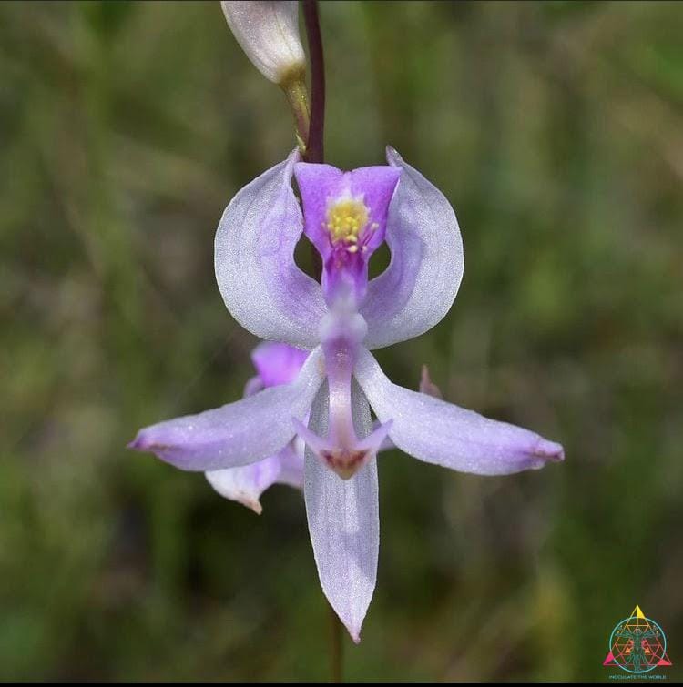 ITW Collab – Orchids