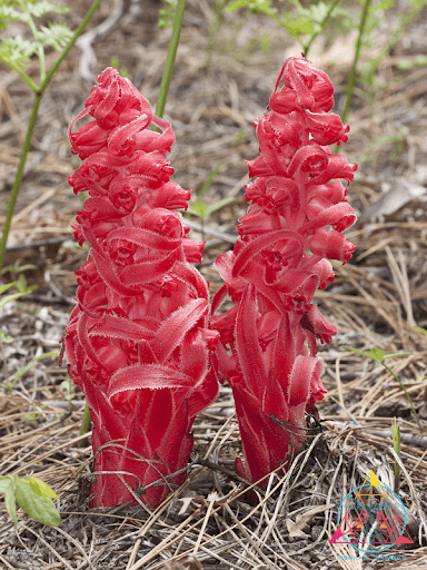 Mycoheterotrophic Parasitism 1