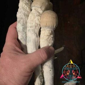 OG Melmac Spore Swab