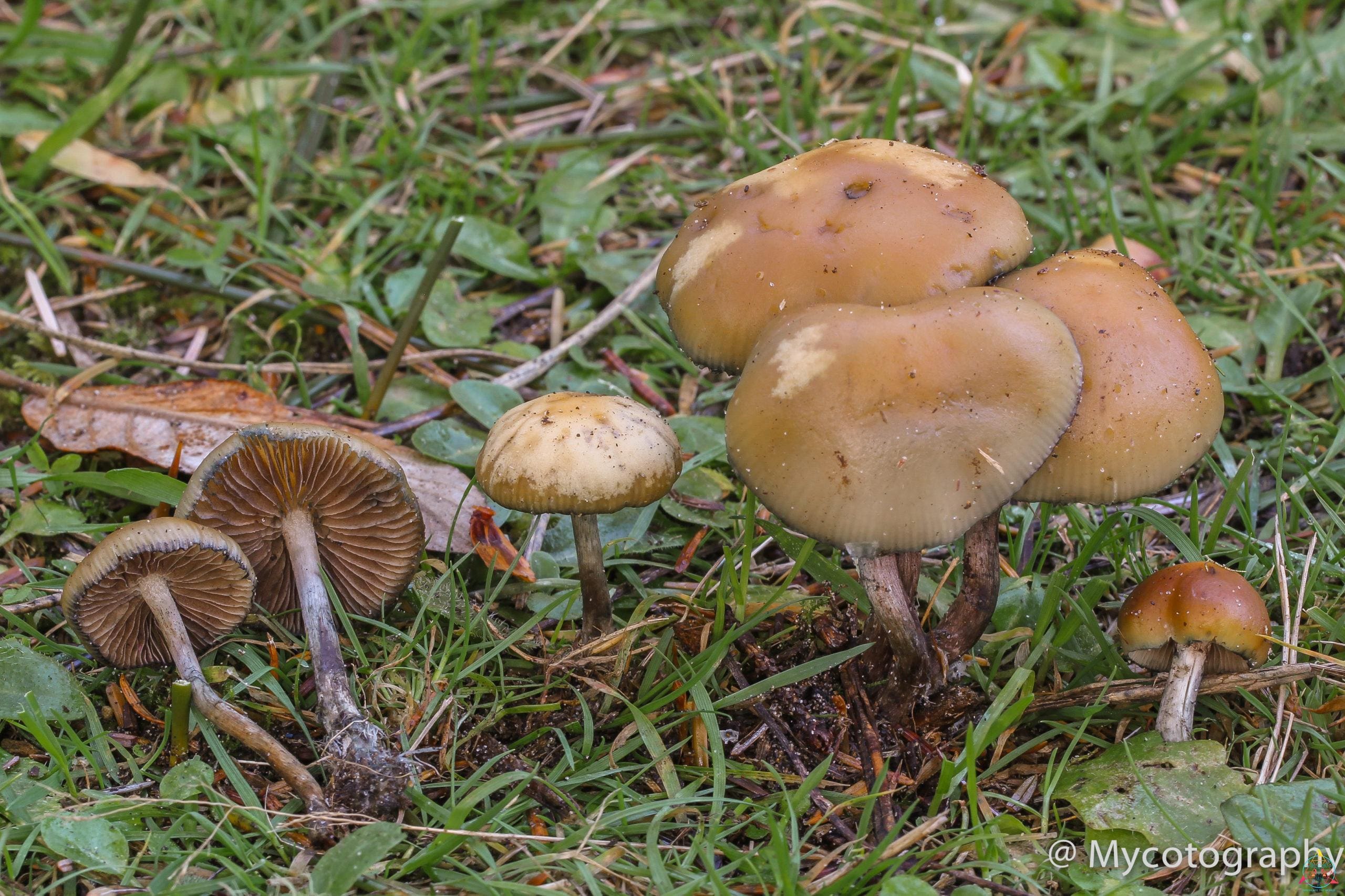 Psilocybe allenii Spore Print - Image 2