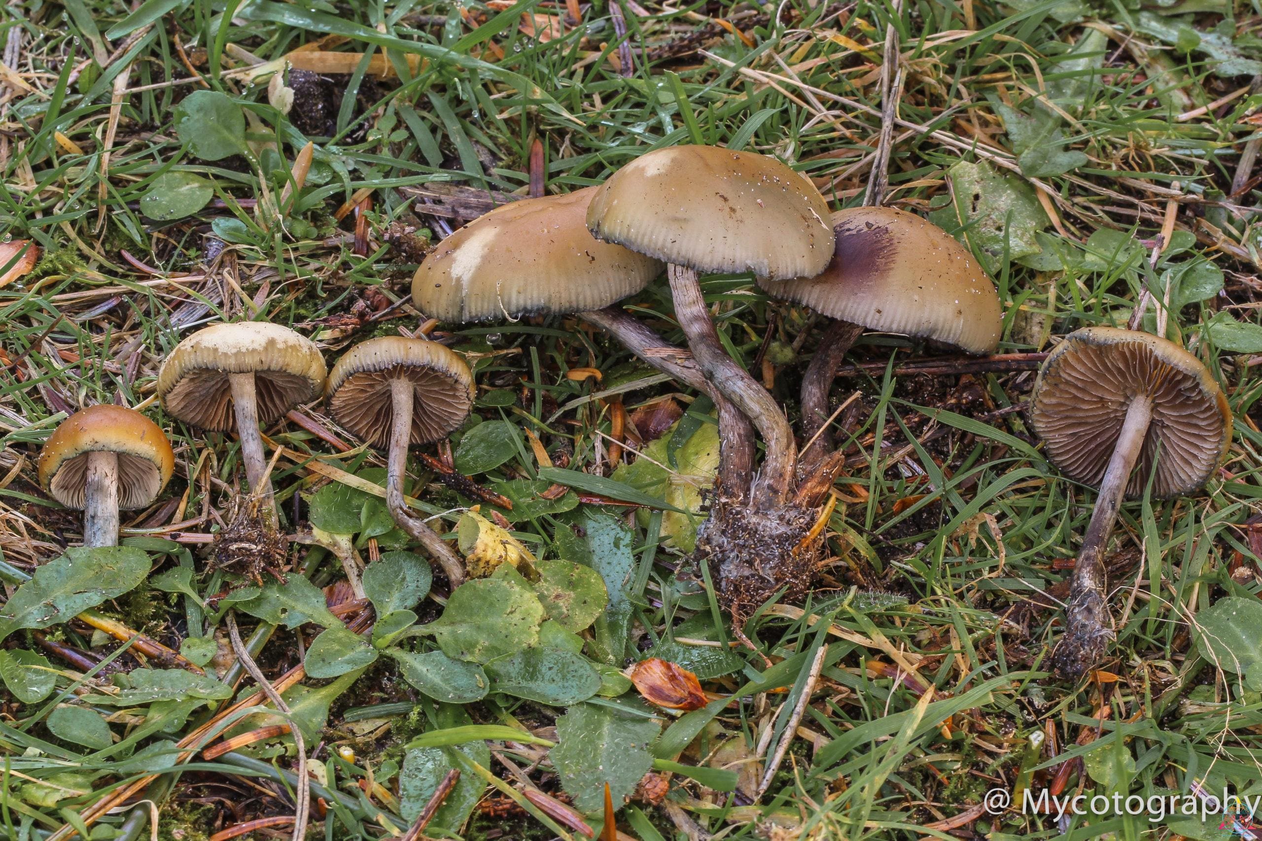 Psilocybe allenii Spore Print