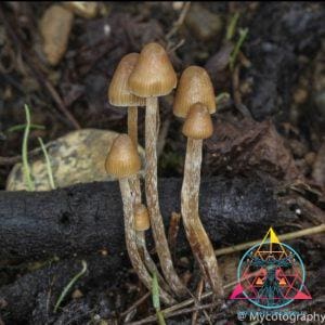 Psilocybe Pelliculosa Spore Print