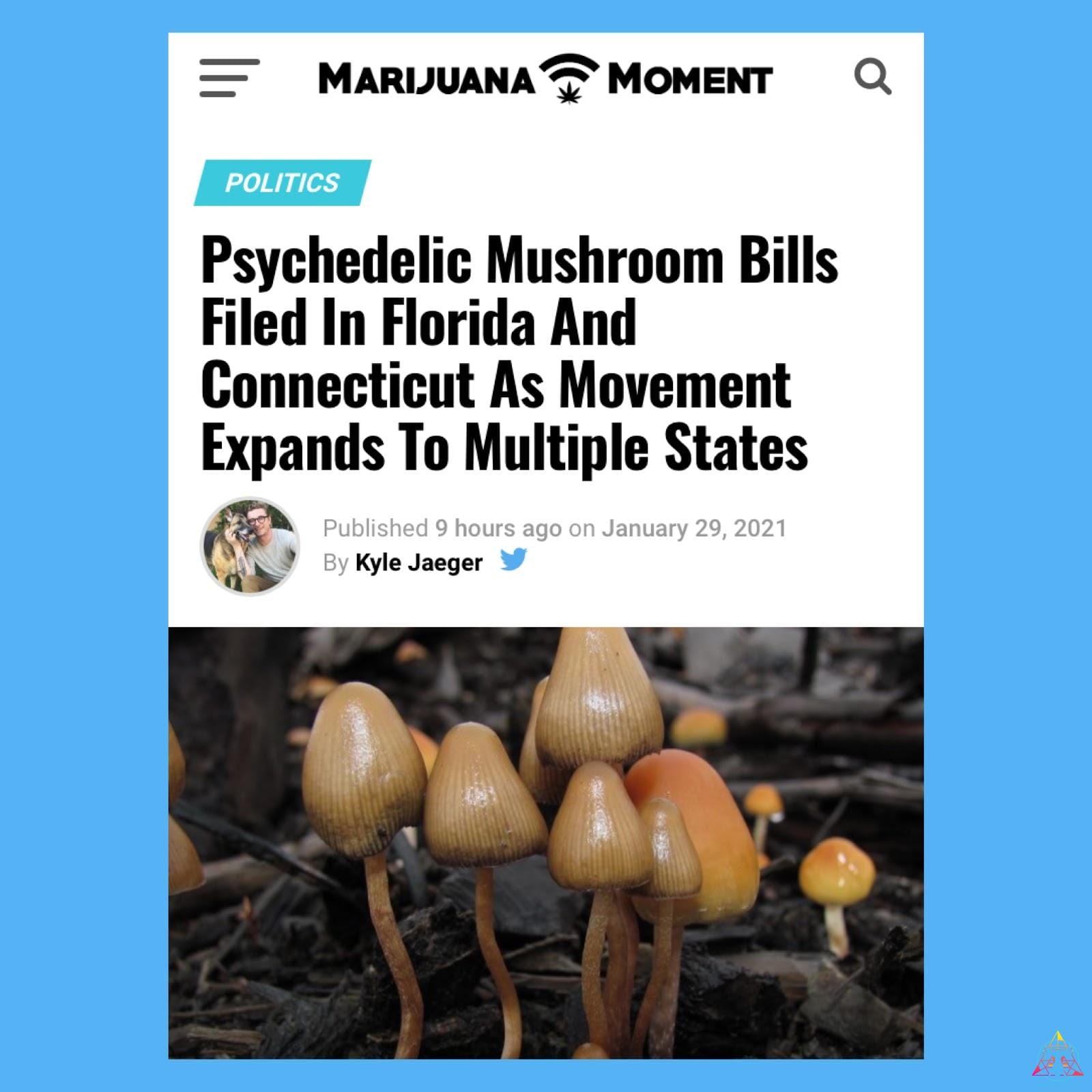 Mushroom Bills Filed In Florida And Connecticut As Movement Expands To Multiple States -1