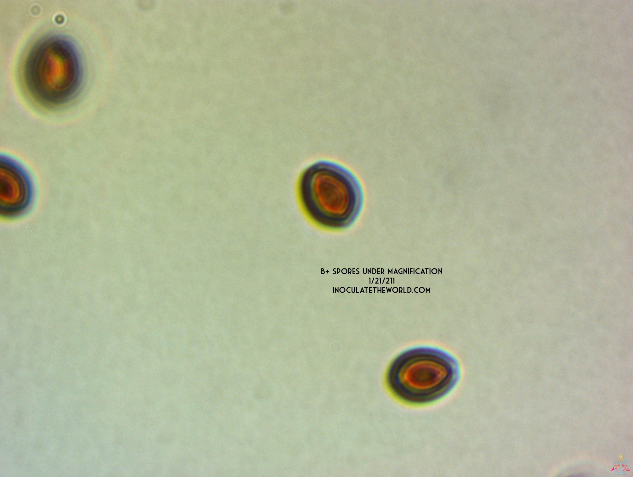 B+ Cubensis Spore Syringe - Image 3