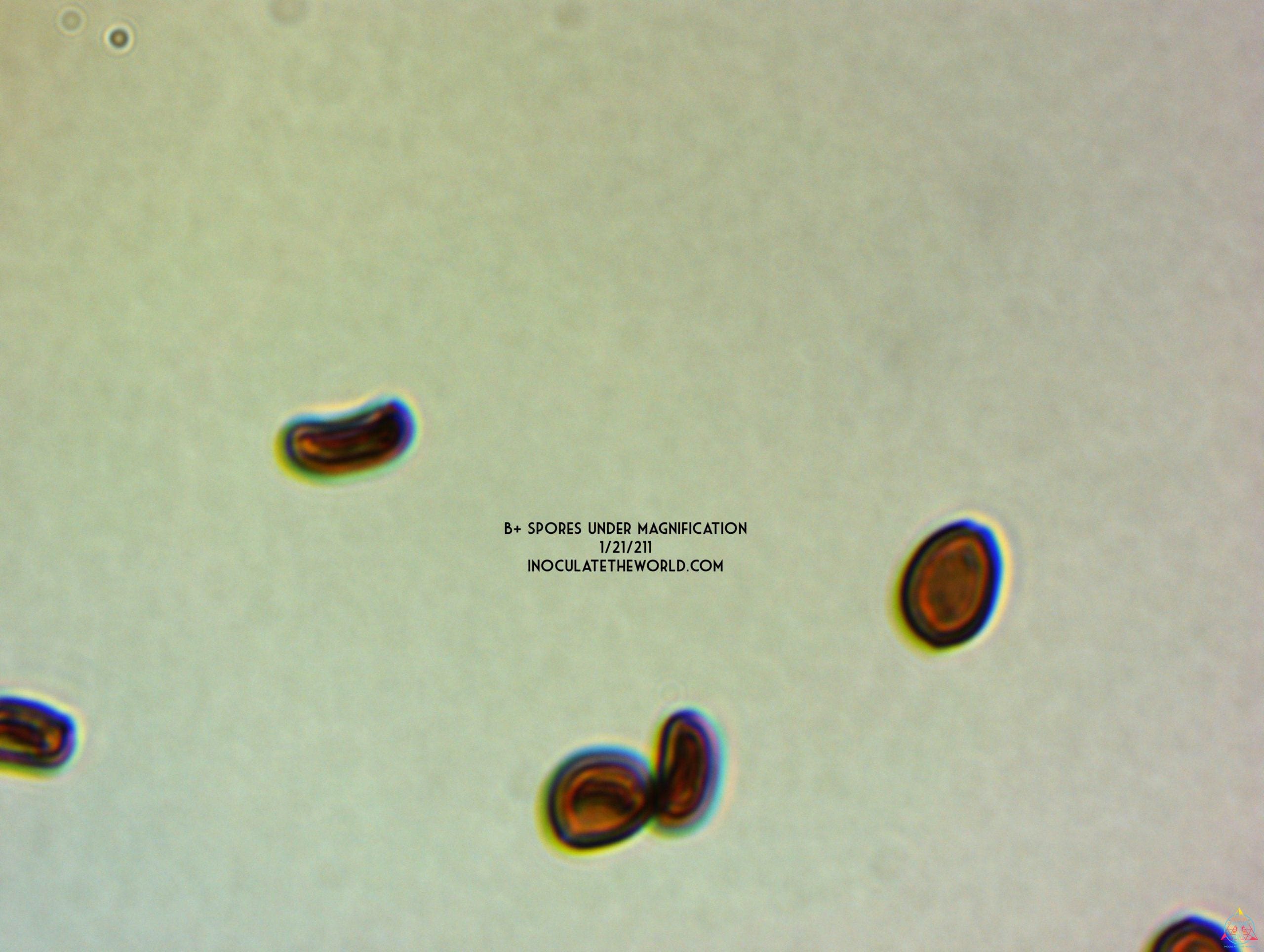 B+ Cubensis Spore Syringe - Image 5