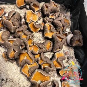 Koh Samui "Little Flowers" Spore Swab