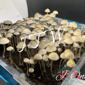 Panaeolus Cyanescens Nec'D Spore Print