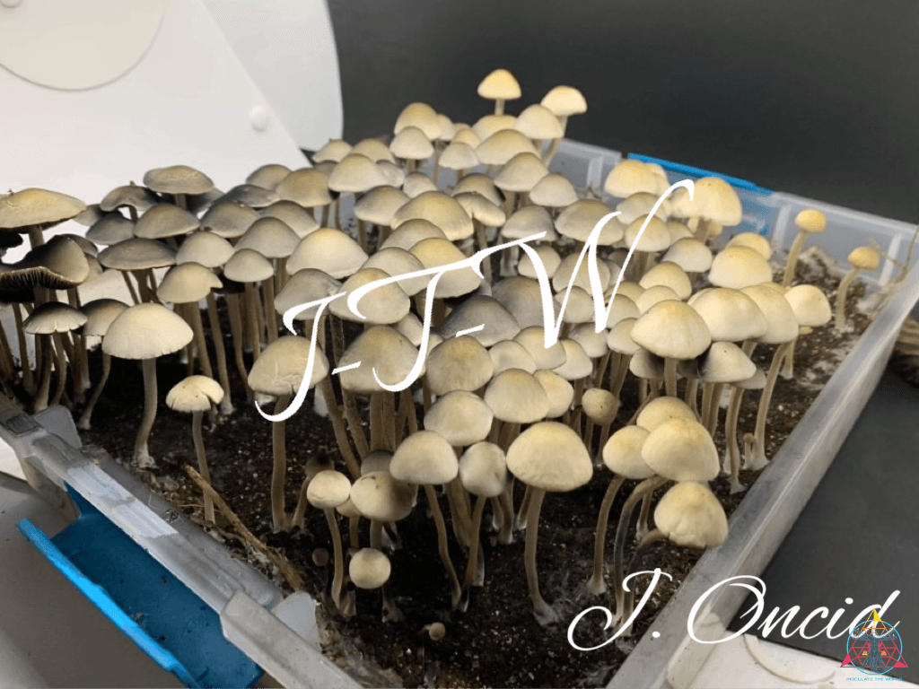 Panaeolus Cyanescens Nec'D Spore Print