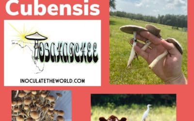 Tosohatchee Cubensis Mushrooms: The Story Behind This ITW Exclusive Strain