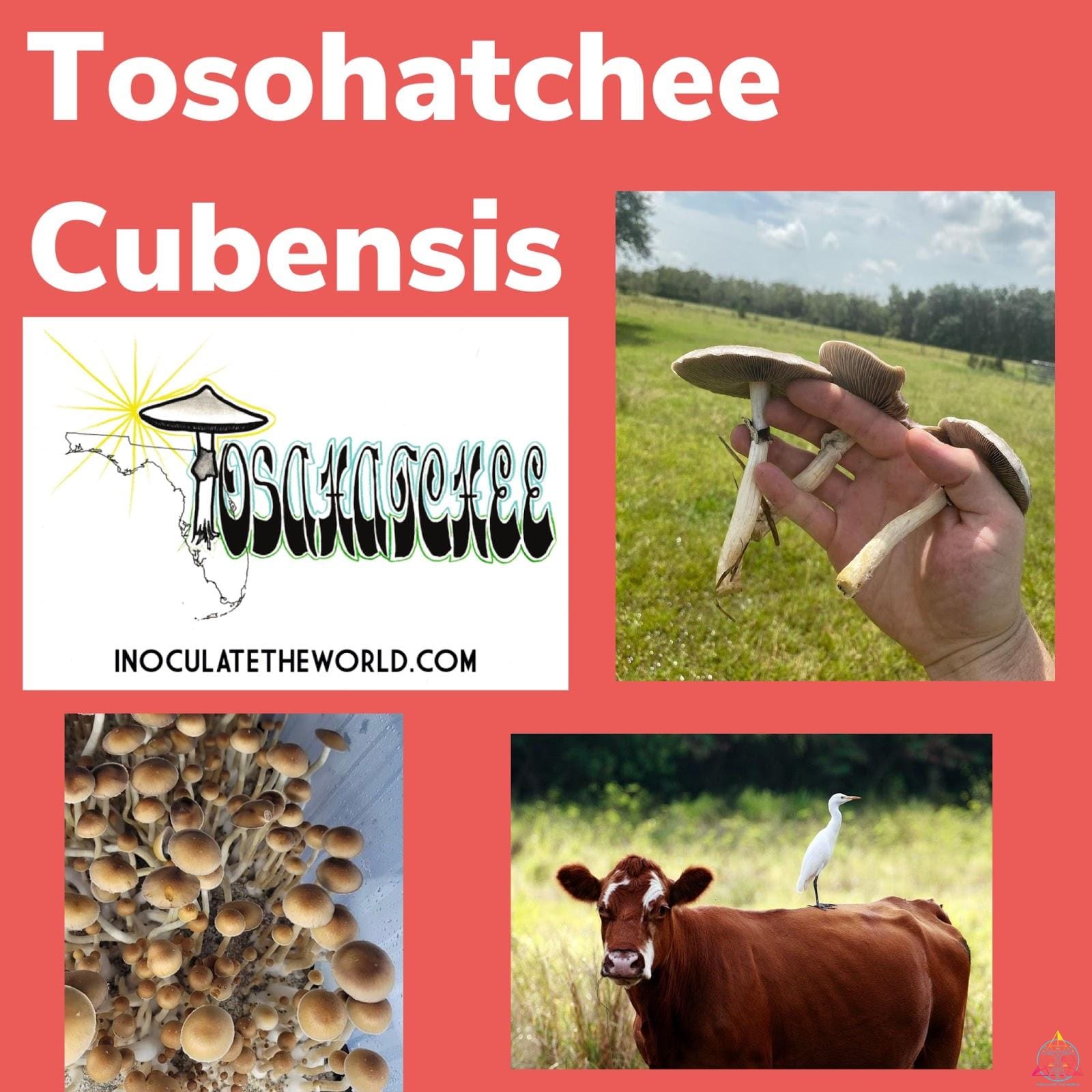 Tosohatchee Cubensis Isolated Spore Syringe - Image 3