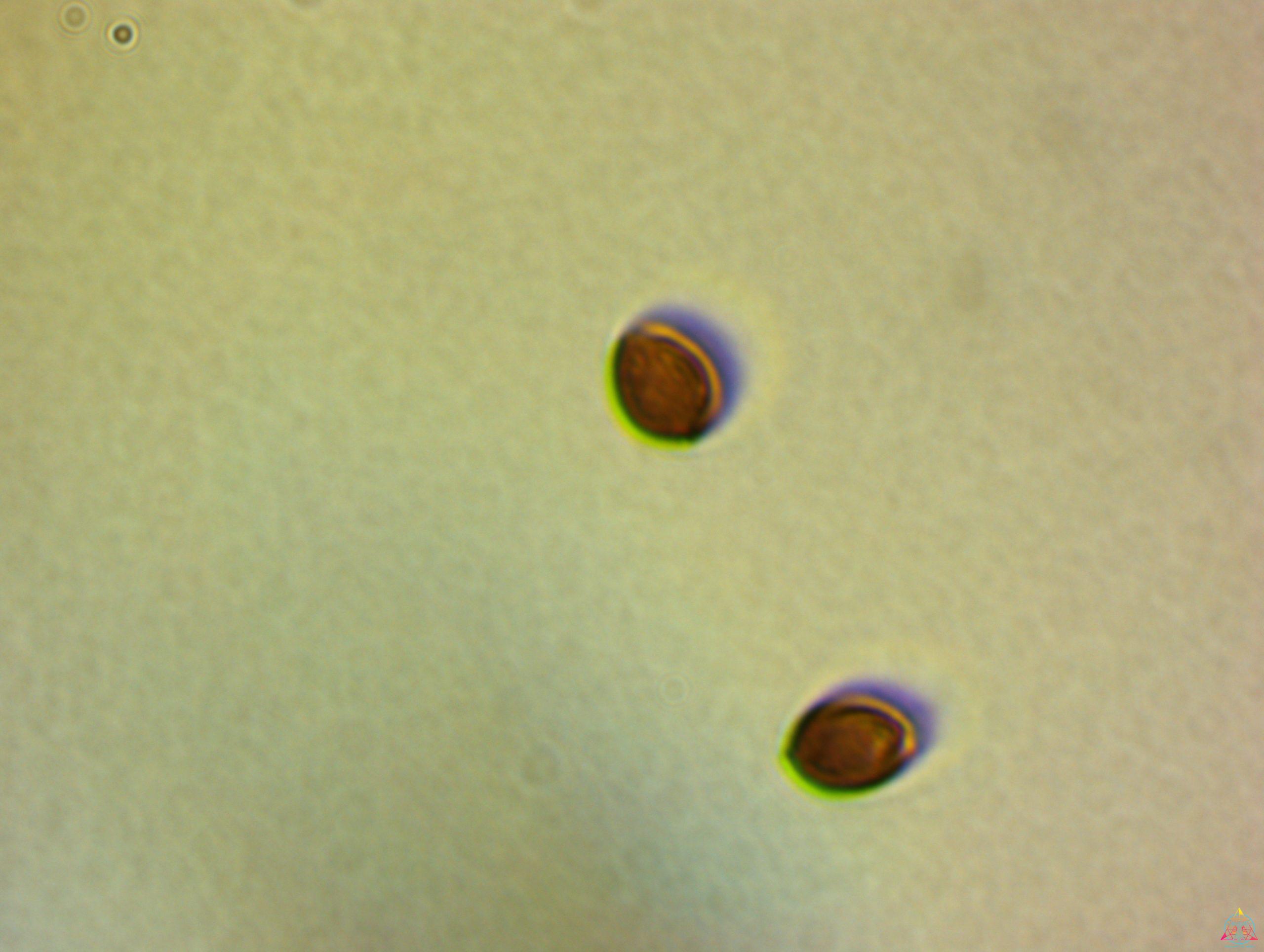 B+ Cubensis Spore Syringe - Image 4