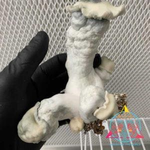 T.A.M. (True Albino Melmac) Spore Swab