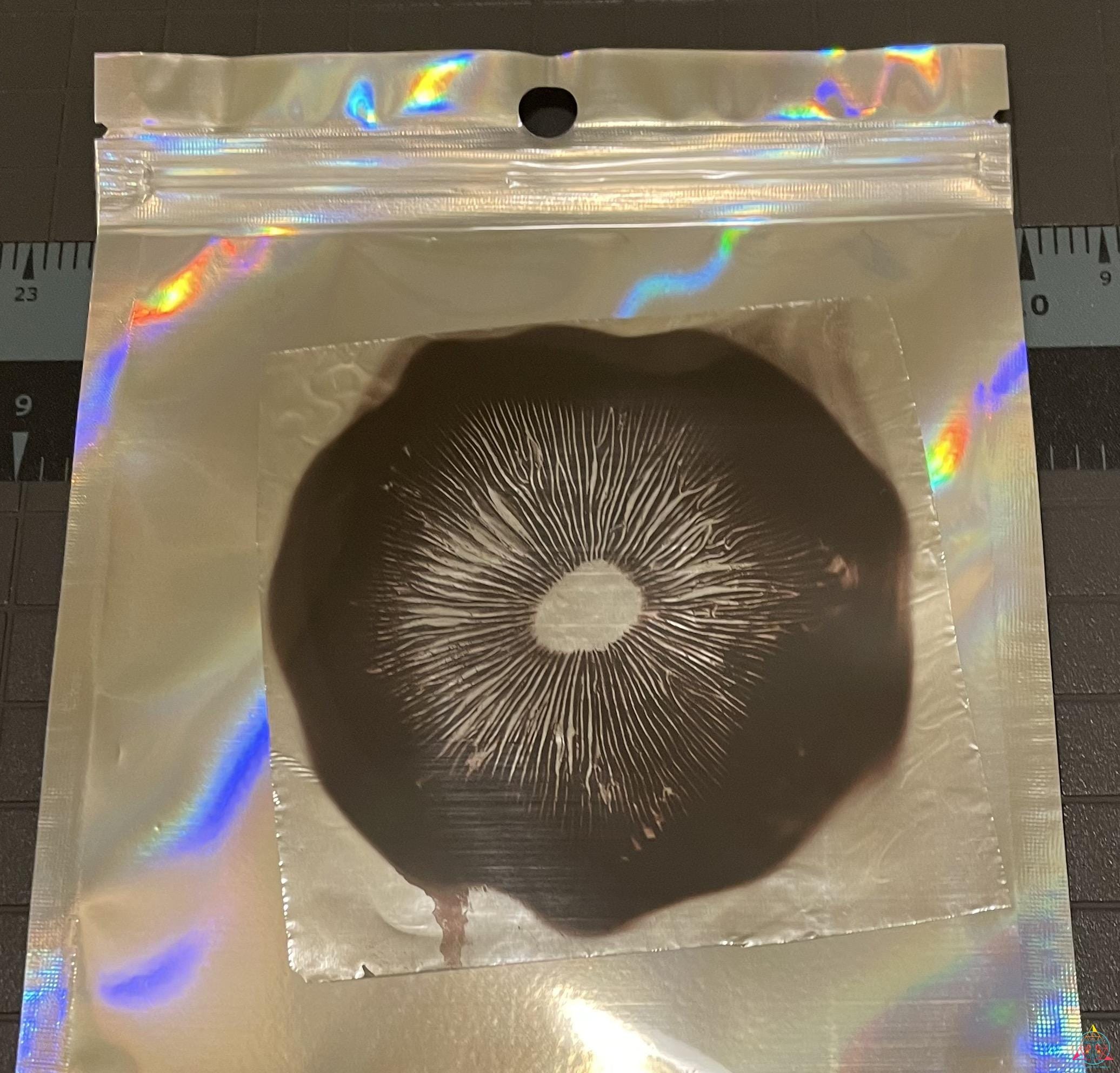 Amazon Cubensis Spore Print - Image 2