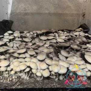 Leucistic Ecuador Cubensis Spore Print