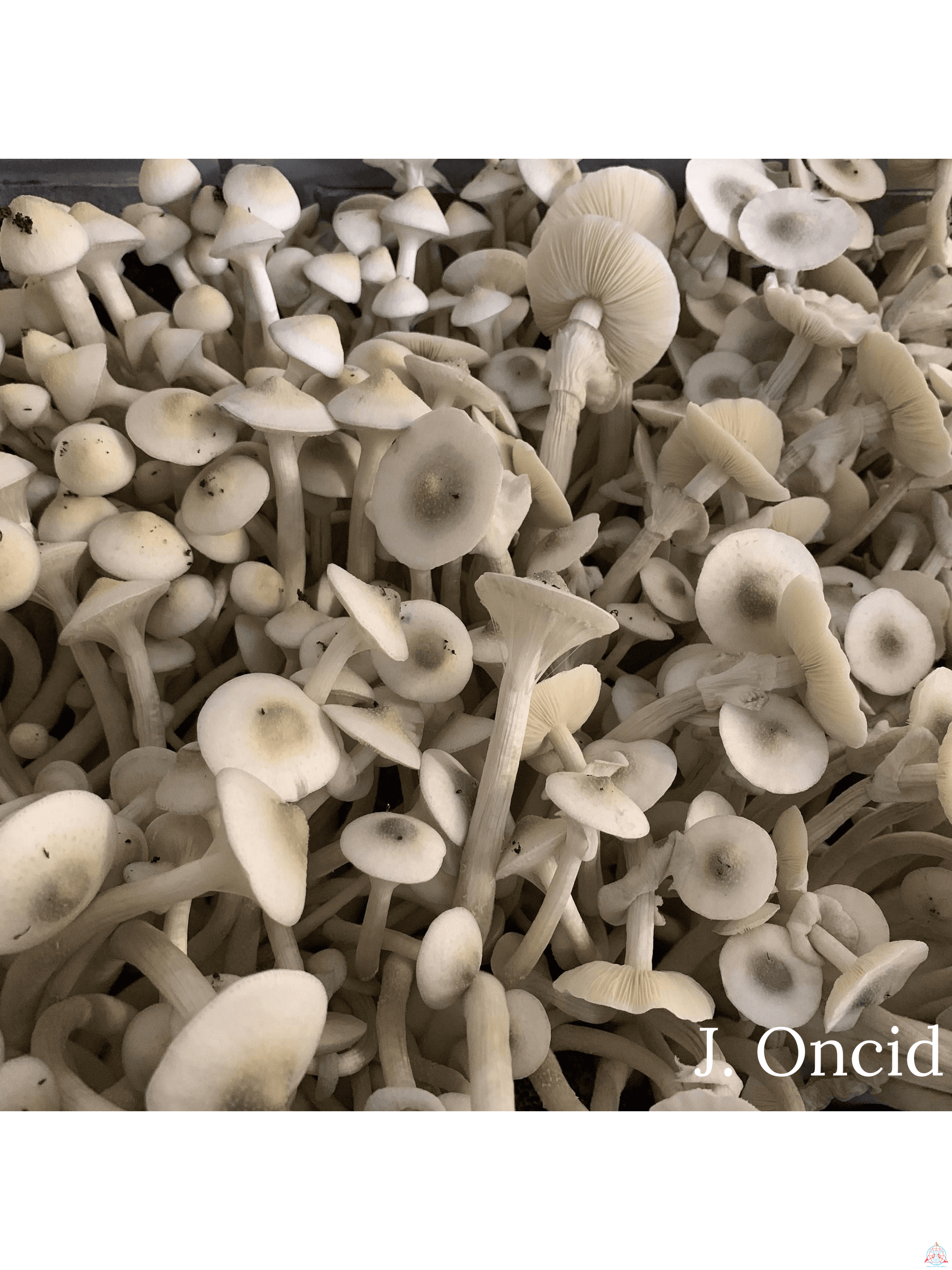 APE Revert Cubensis Spore Syringe