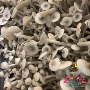 APE Revert Spore Print