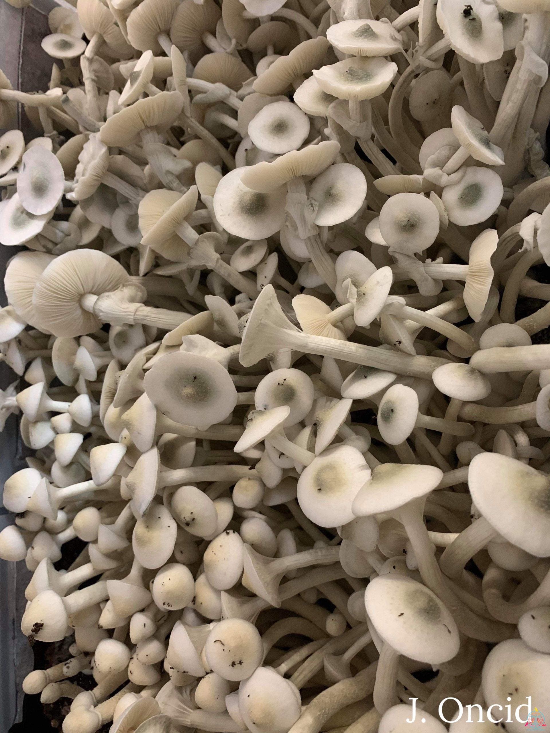 APE Revert Spore Print