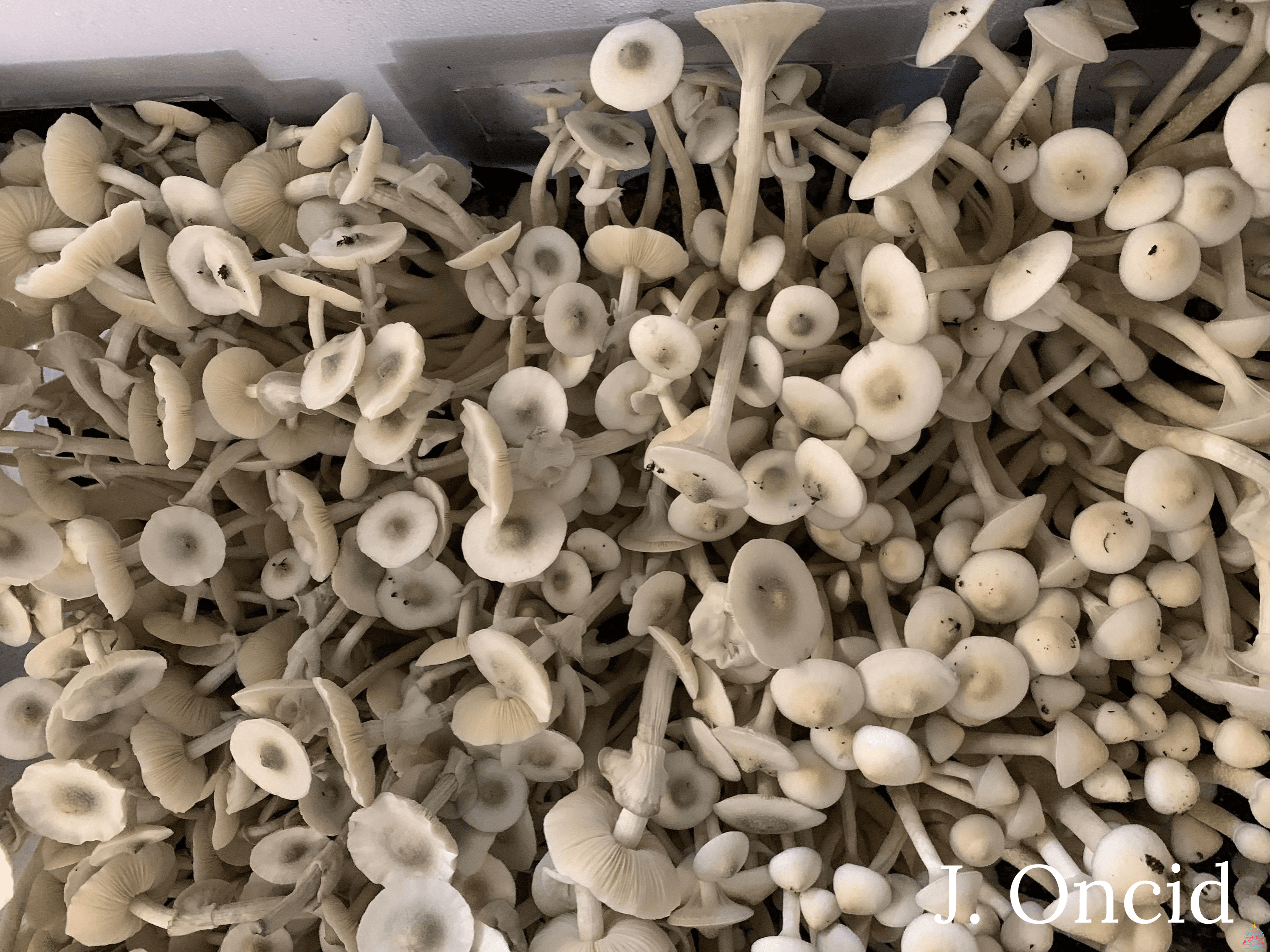 APE Revert Cubensis Spore Syringe - Image 4