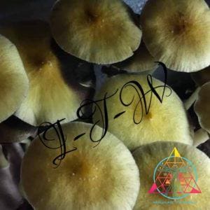 Cambodian Cubensis Spore Syringe