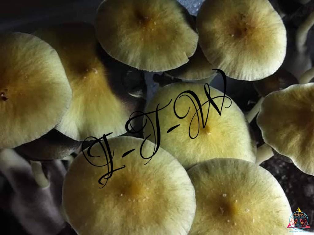 Cambodian Cubensis Spore Syringe