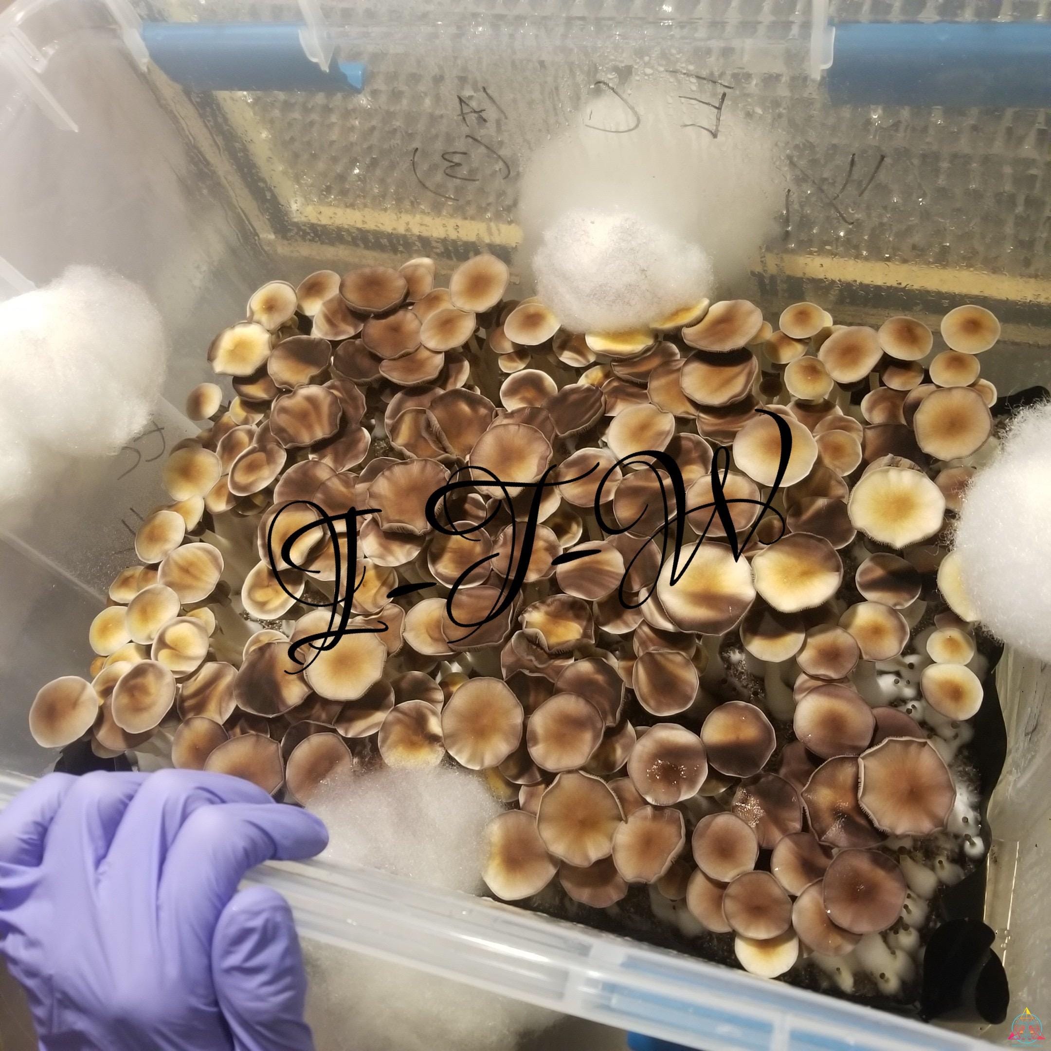 Ecuador Cubensis Spore Syringe