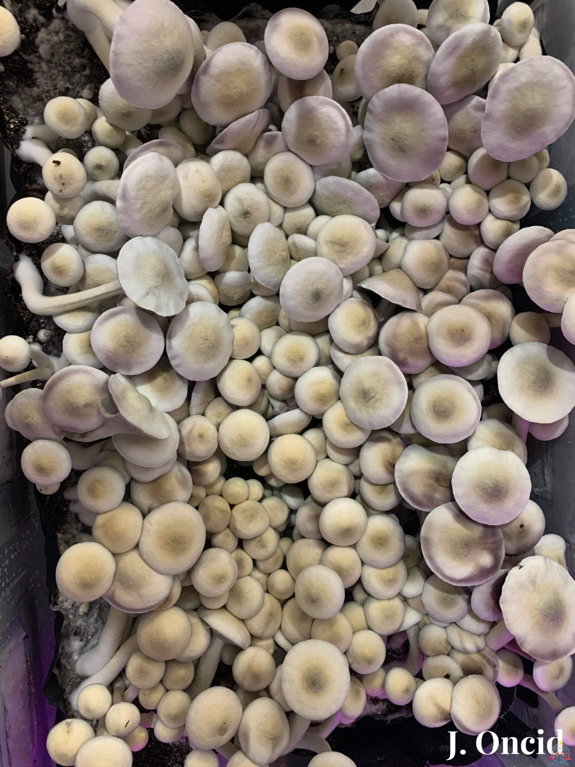 APE Revert Cubensis Spore Syringe - Image 5