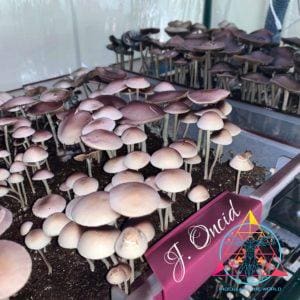 Panaeolus Cyanescens (Purple Haustralia Venom) Spore Print