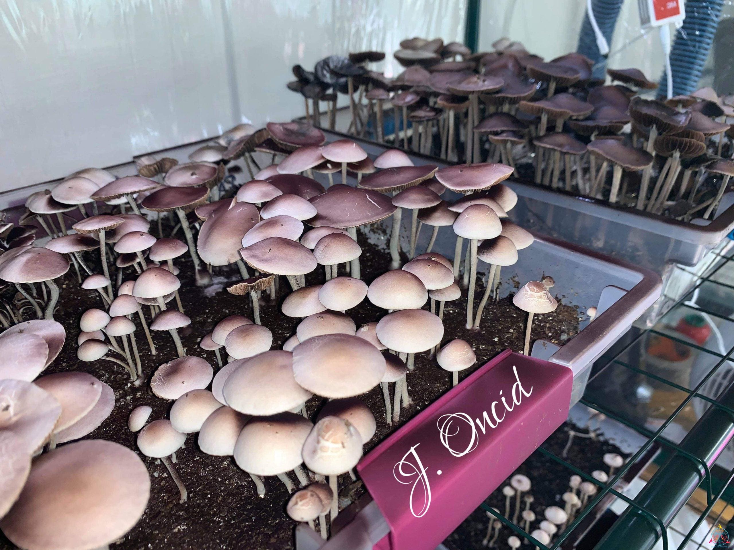 Panaeolus Cyanescens (Purple Haustralia Venom) Spore Print