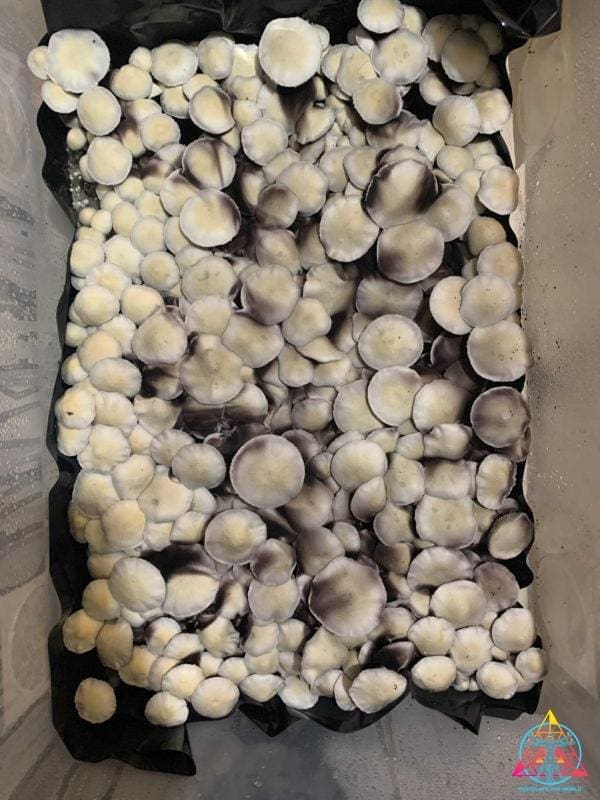 Leucistic Ecuador Mushrooms