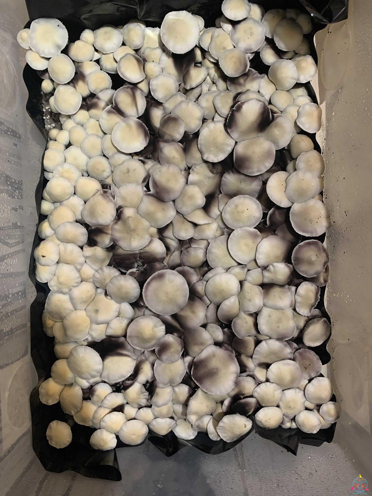 Leucistic Ecuador Mushrooms