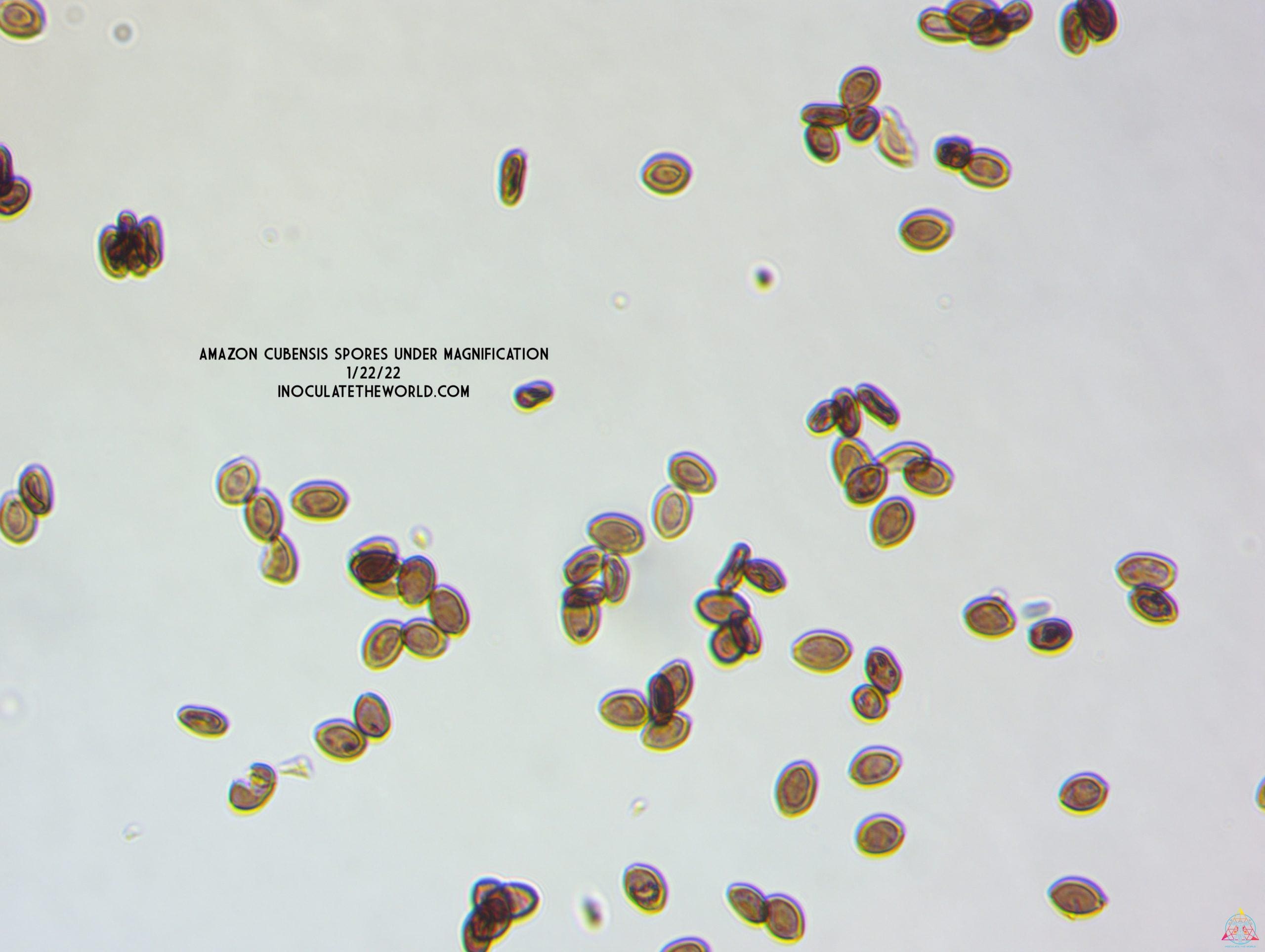 Amazon Cubensis Spore Syringe - Image 3