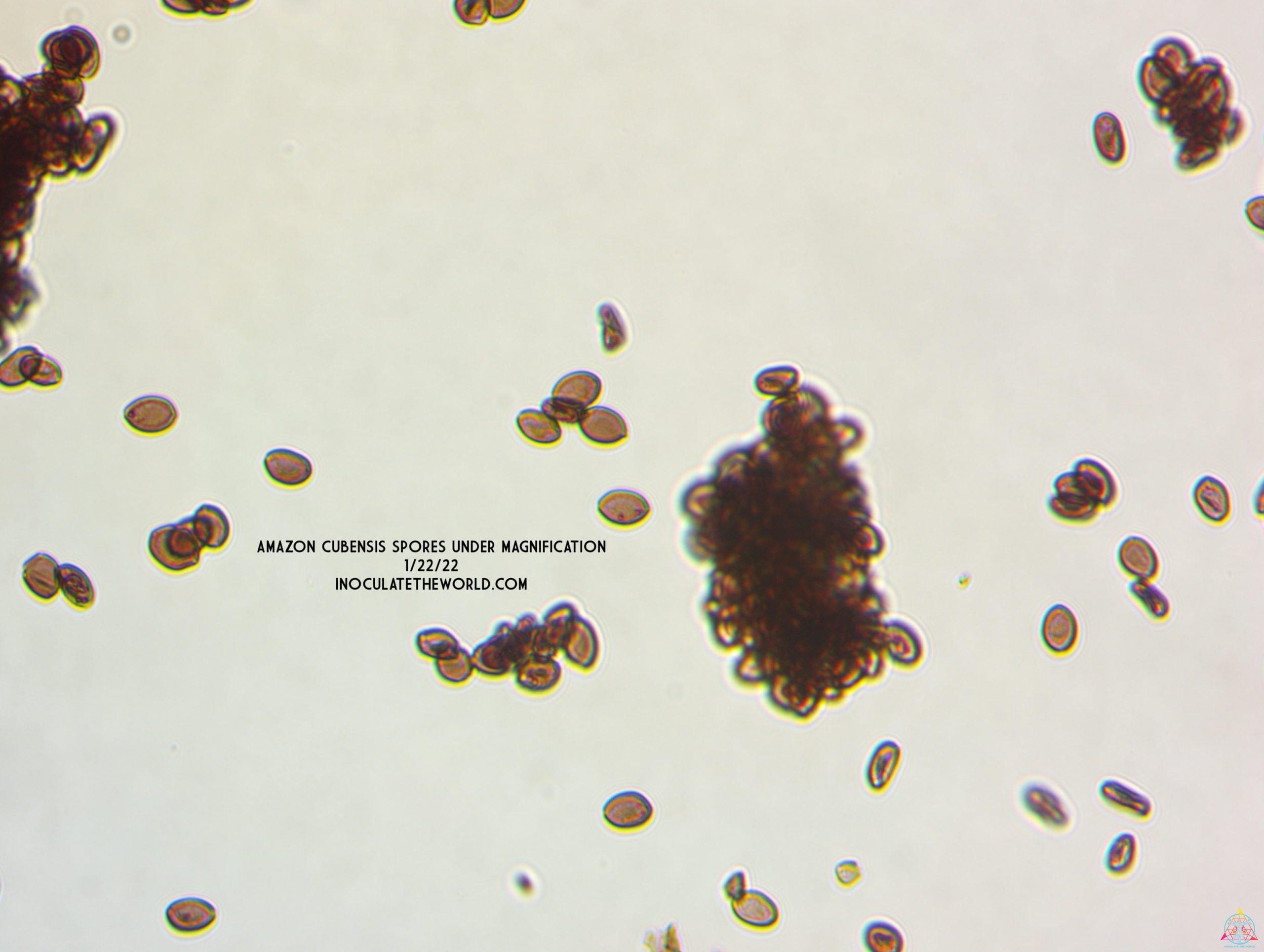 Amazon Cubensis Spore Syringe - Image 6