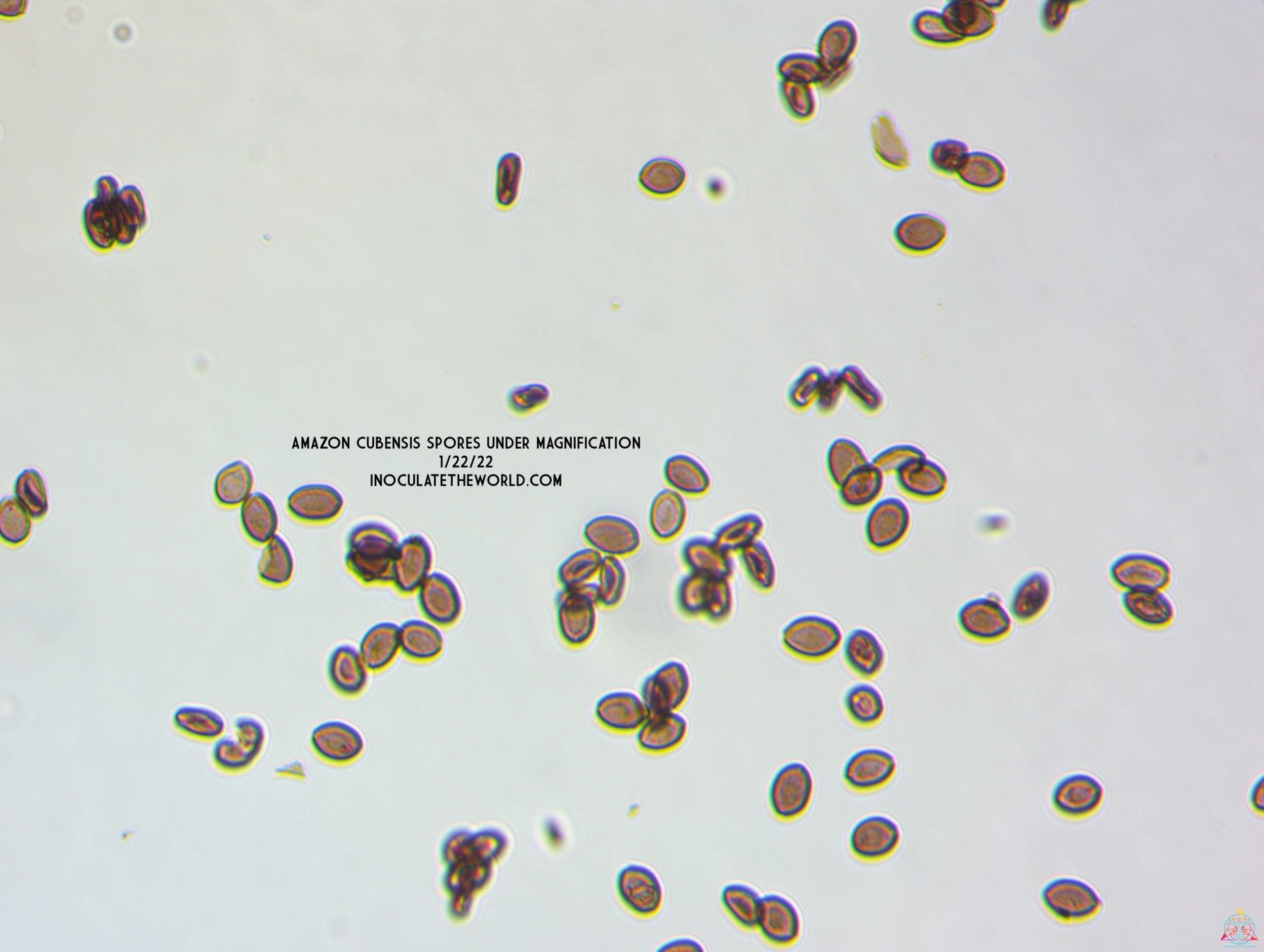 Amazon Cubensis Spore Syringe - Image 5