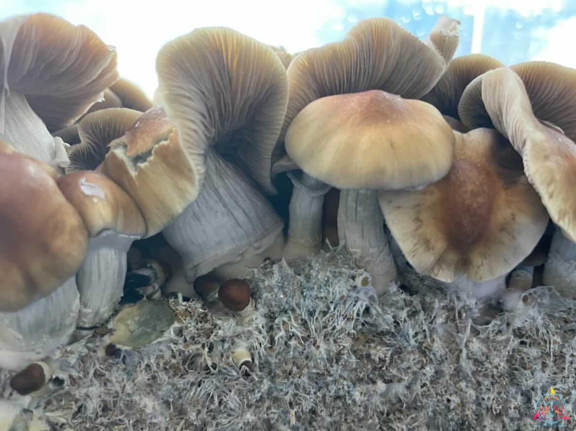 Mexican "Sombrero" Cubensis Spore Swab - Image 6