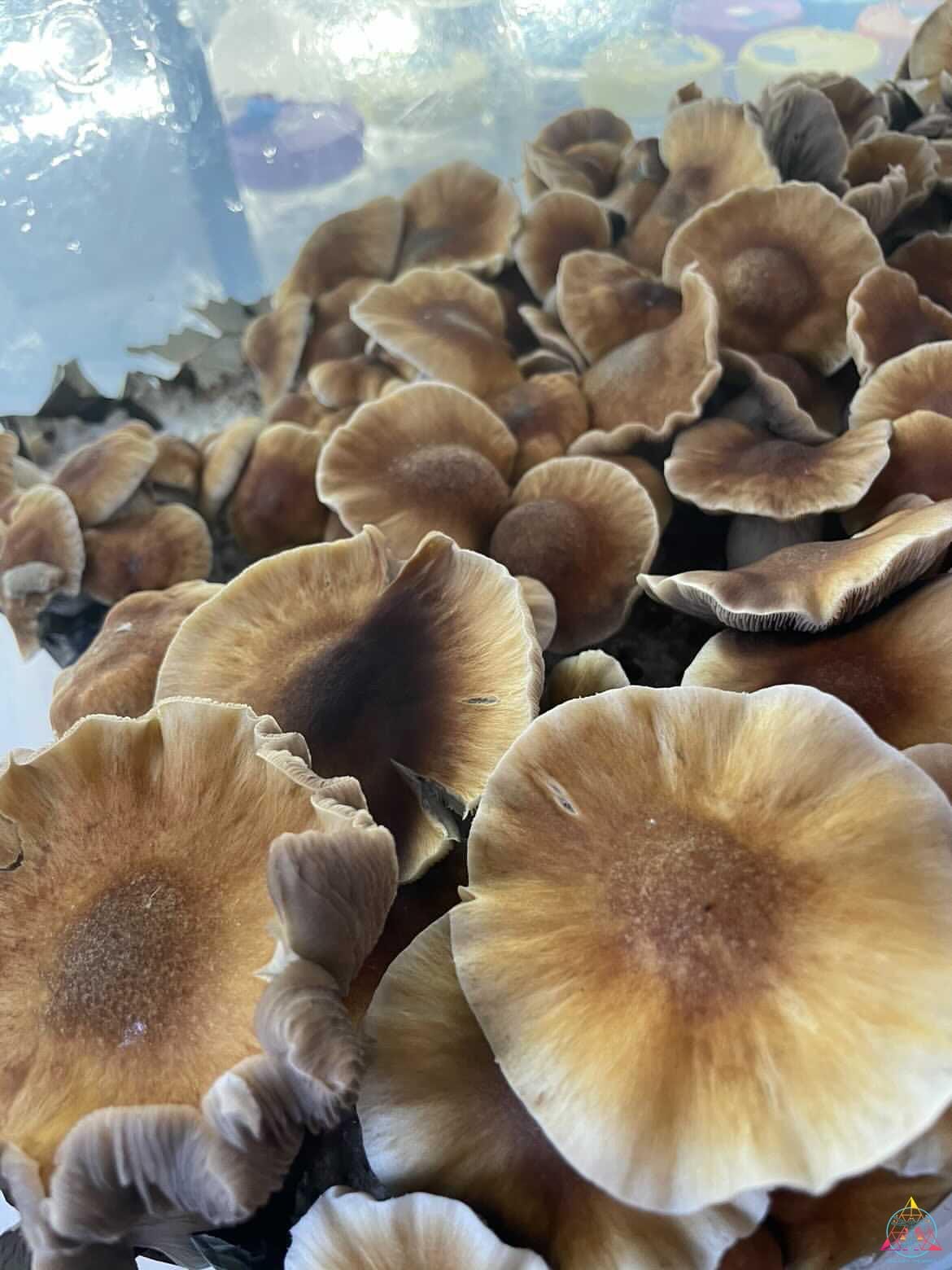 Mexican "Sombrero" Cubensis Spore Swab - Image 3