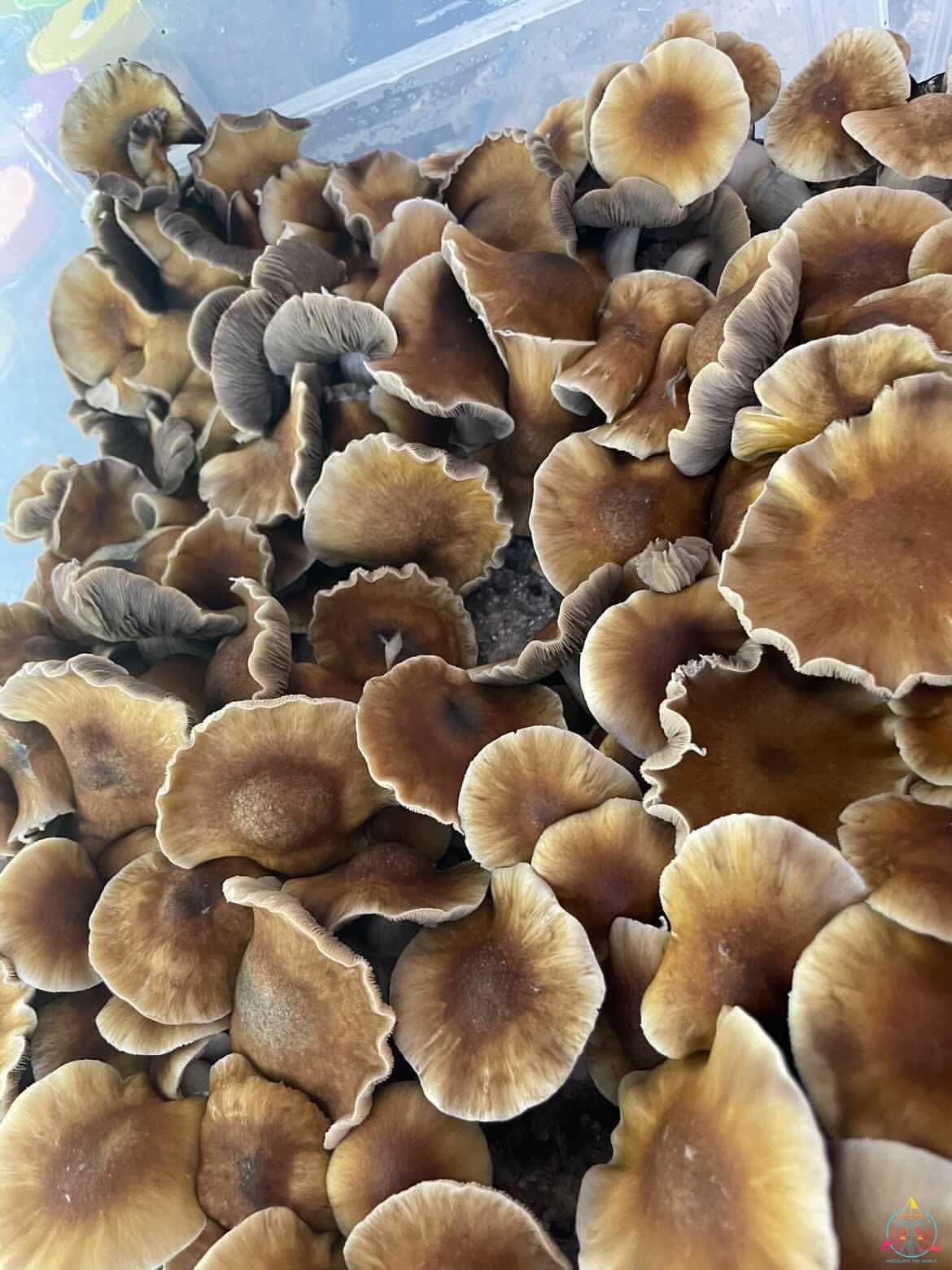 Mexican "Sombrero" Cubensis Spore Swab