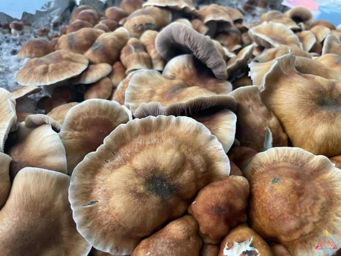 Mexican "Sombrero" Cubensis Spore Swab - Image 5