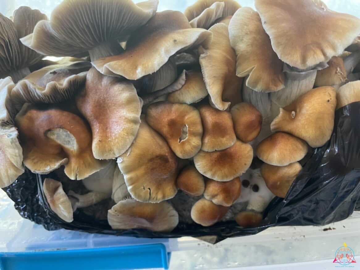 Mexican "Sombrero" Cubensis Spore Swab - Image 4