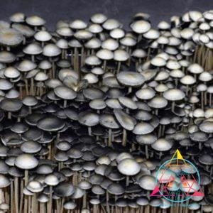 Panaeolus Cyanescens Texas Spore Print