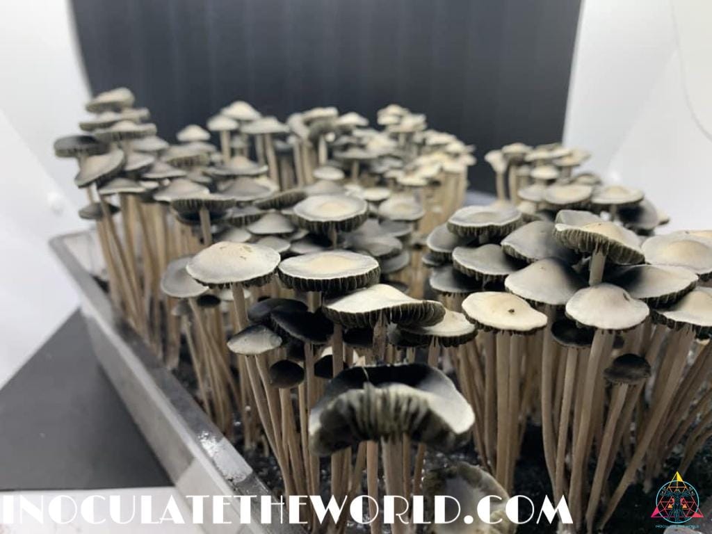 Panaeolus Cyanescens Texas Spore Print - Image 4