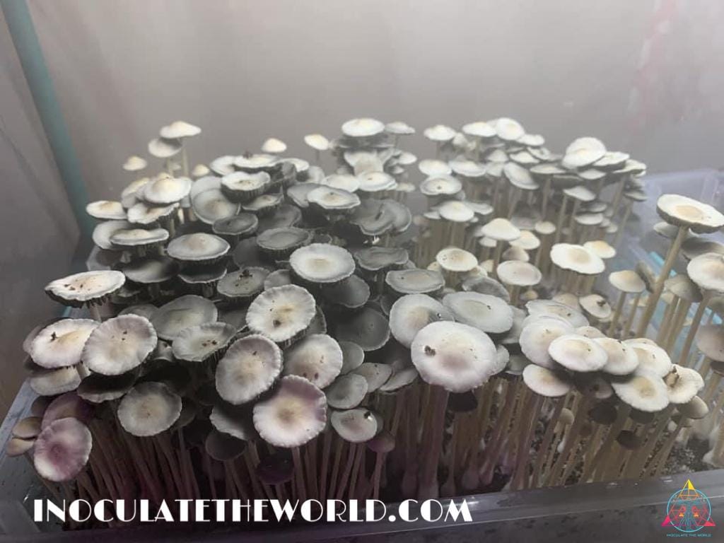Panaeolus Cyanescens Texas Spore Print - Image 5