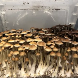 large flush of alabama cubensis spore syrine mushrooms in a tub
