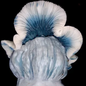 Closeup photo of jack frost spore swab mushrooms