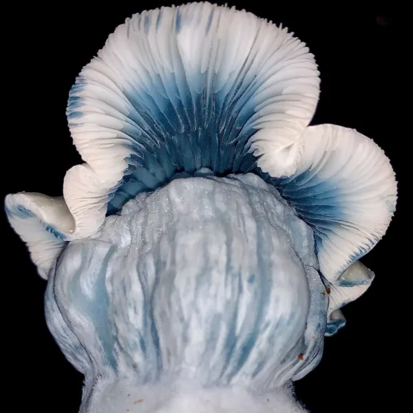 Closeup photo of jack frost spore swab mushrooms