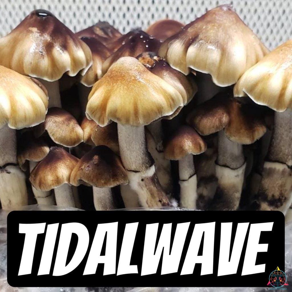 Tidal Wave mushrooms