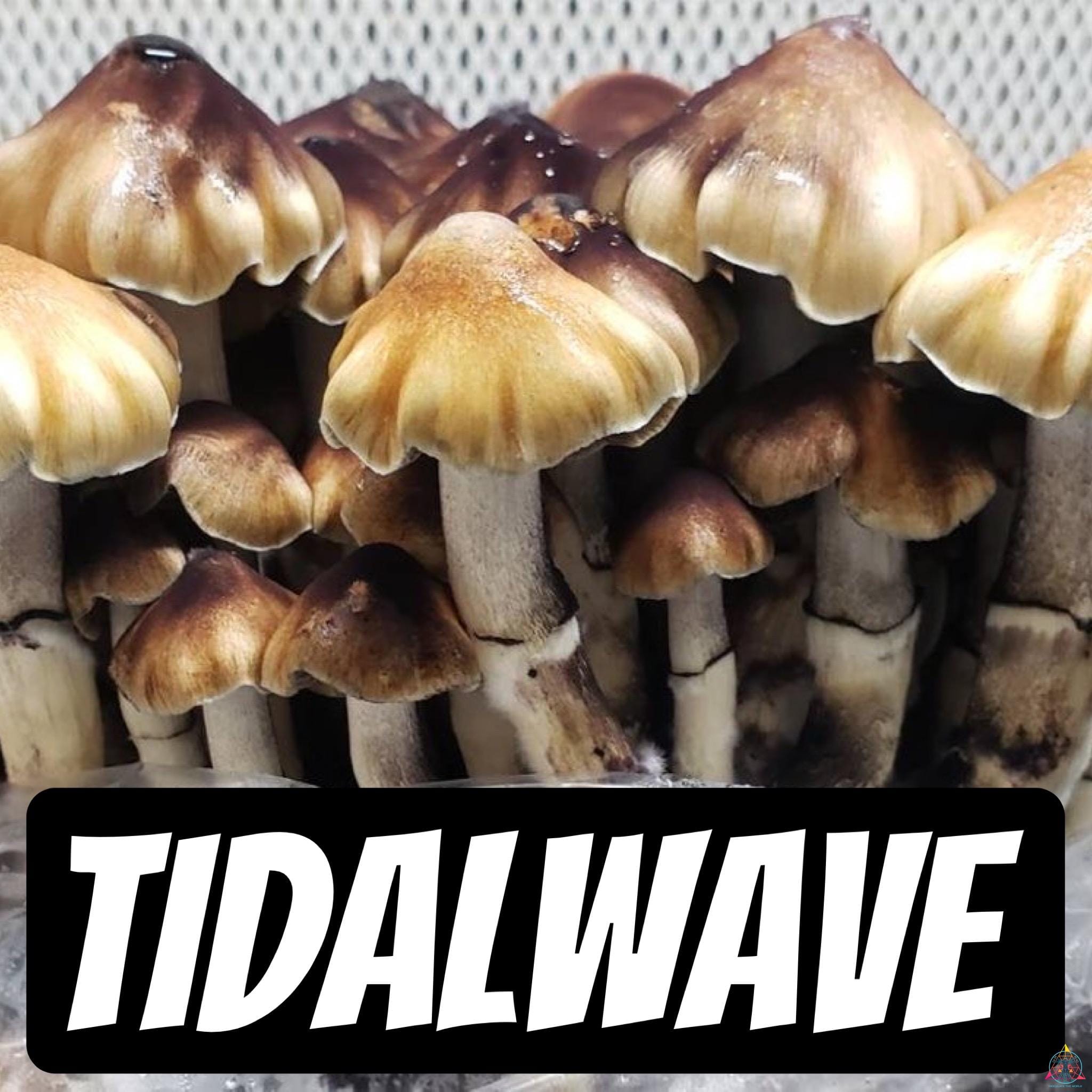 Tidal Wave mushrooms
