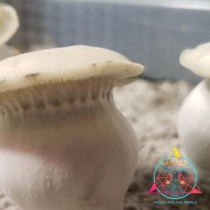 TAT "True Albino Teacher" Cubensis (Yeti ISO) Spore Swab