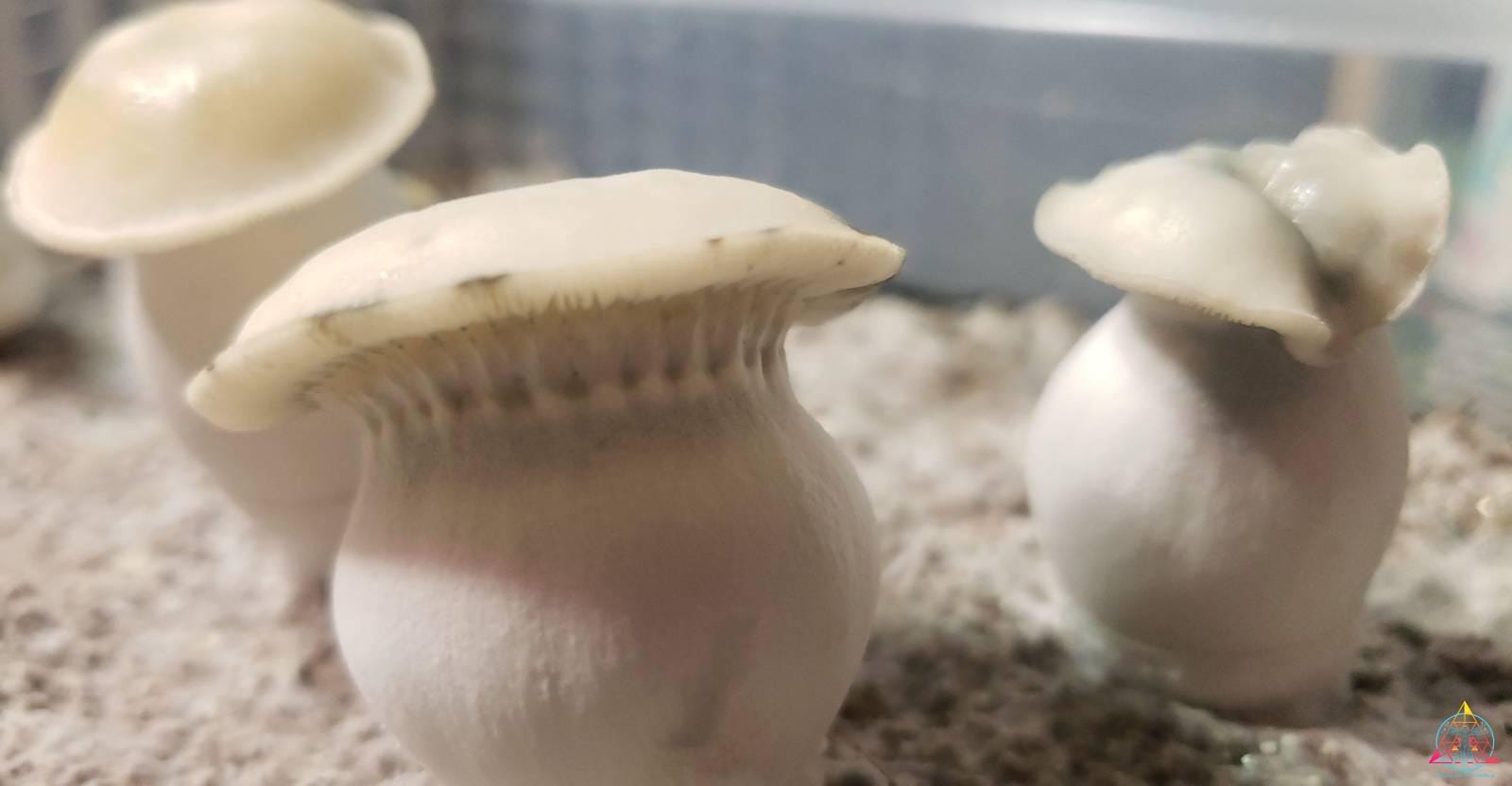 TAT "True Albino Teacher" Cubensis (Yeti ISO) Spore Swab